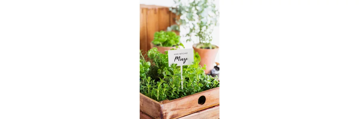 GREEN RHINO Kräuterstecker aus geschliffenem Edelstahl - Eine elegante Ergänzung für den Kräutergarten - GREEN RHINO Kräuterstecker aus geschliffenem Edelstahl - Eine elegante Ergänzung für den Kräutergarten